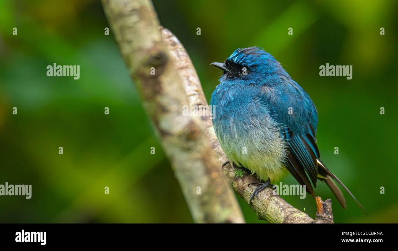 Bel oiseau bleu de couleur connu sous le nom d'Indigo Flycatcher (Eumyias Indigo) sur la perche à des habitudes de la nature à Sabah, Bornéo Banque D'Images