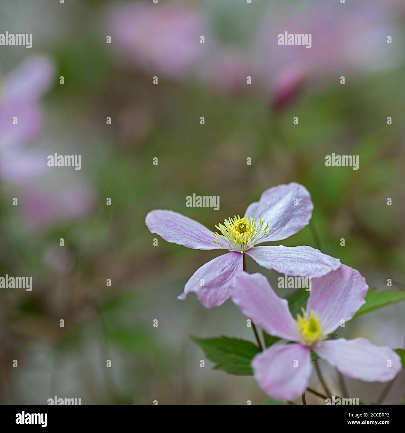 Image rêveuse des fleurs d'un Clematis montana Banque D'Images