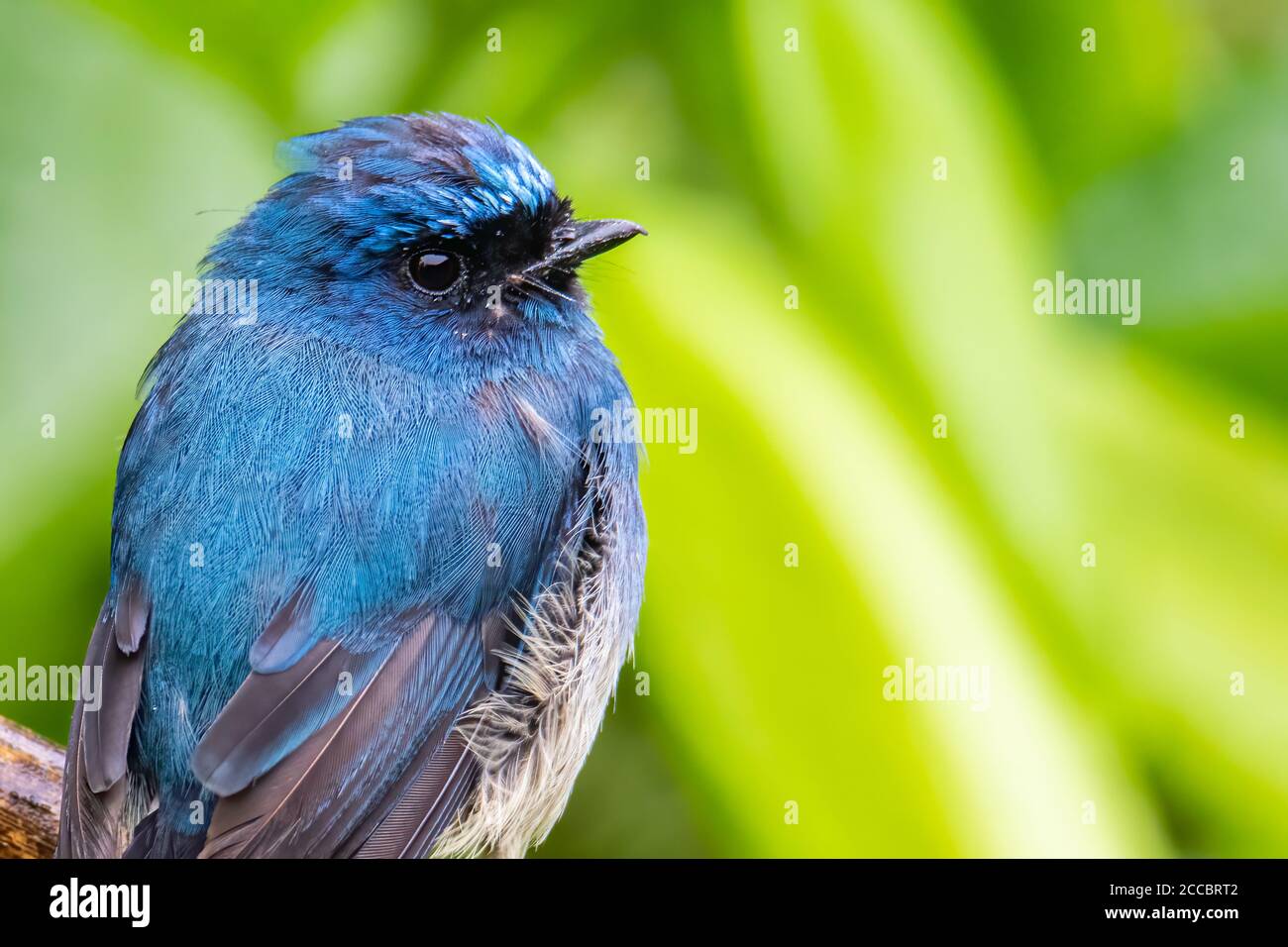 Bel oiseau bleu de couleur connu sous le nom d'Indigo Flycatcher (Eumyias Indigo) sur la perche à des habitudes de la nature à Sabah, Bornéo Banque D'Images