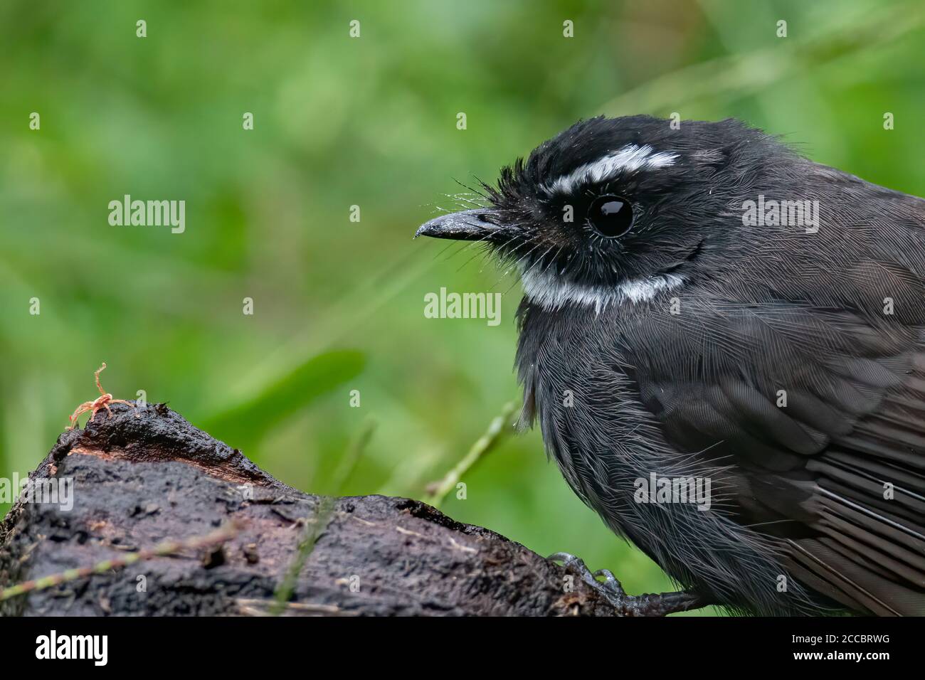 Nature faune oiseau fantail à gorge blanche (Rhipidura albicollis) est un petit oiseau de passereau. Il se trouve dans la forêt, le broussailles et la culture à travers la tropelle Banque D'Images