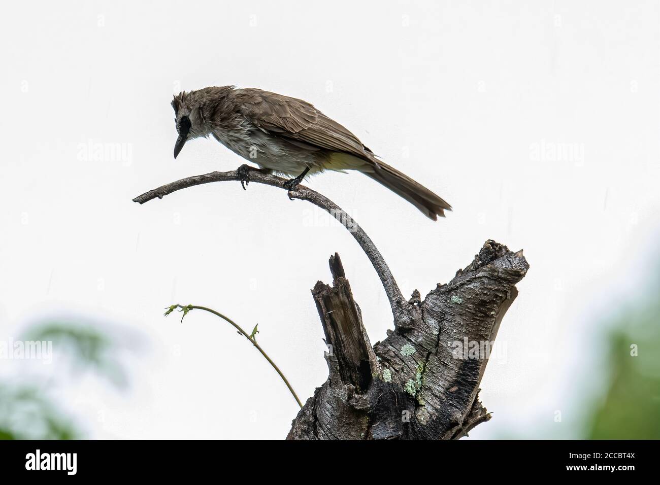 Nature faune oiseau sous-aéré bulbul sur perch Banque D'Images