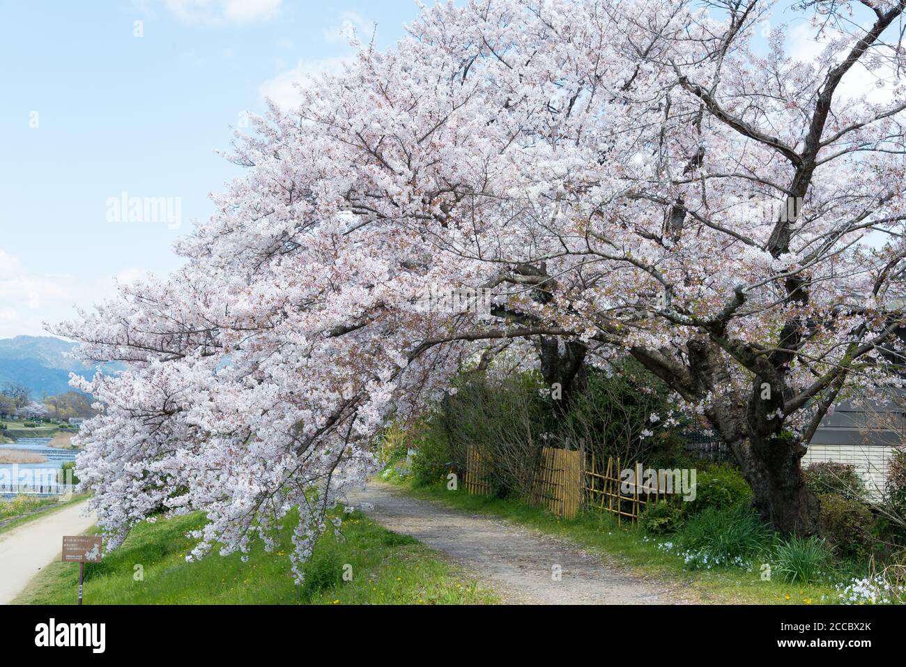 Cerisiers en fleurs sur la rive de la rivière Kamo (Kamo-gawa) à Kyoto, au Japon. Les berges sont des lieux de promenade populaires pour les résidents et les touristes. Banque D'Images
