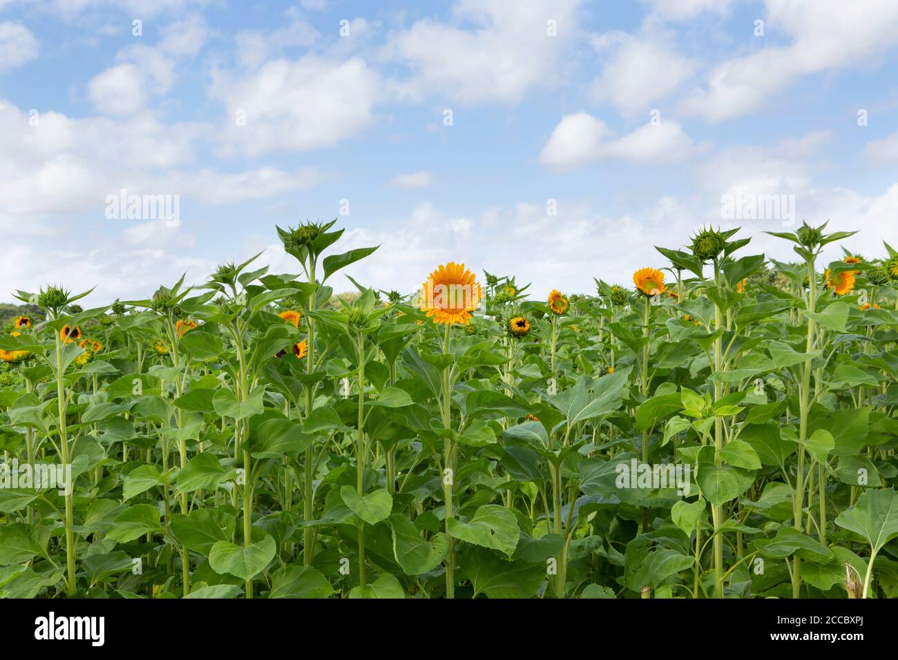 Champ de tournesols Banque D'Images