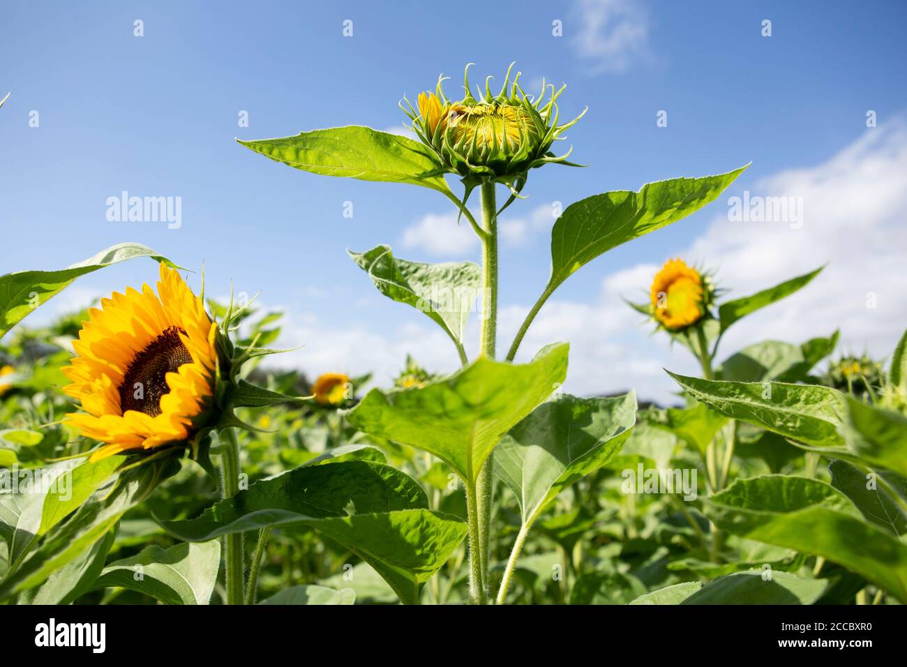 Champ de tournesols Banque D'Images