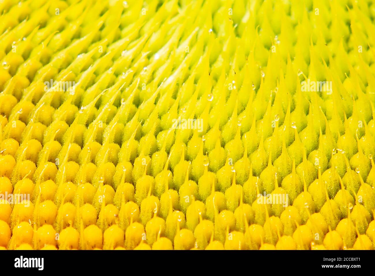 Gros plan abstrait d'une tête de tournesol Banque D'Images