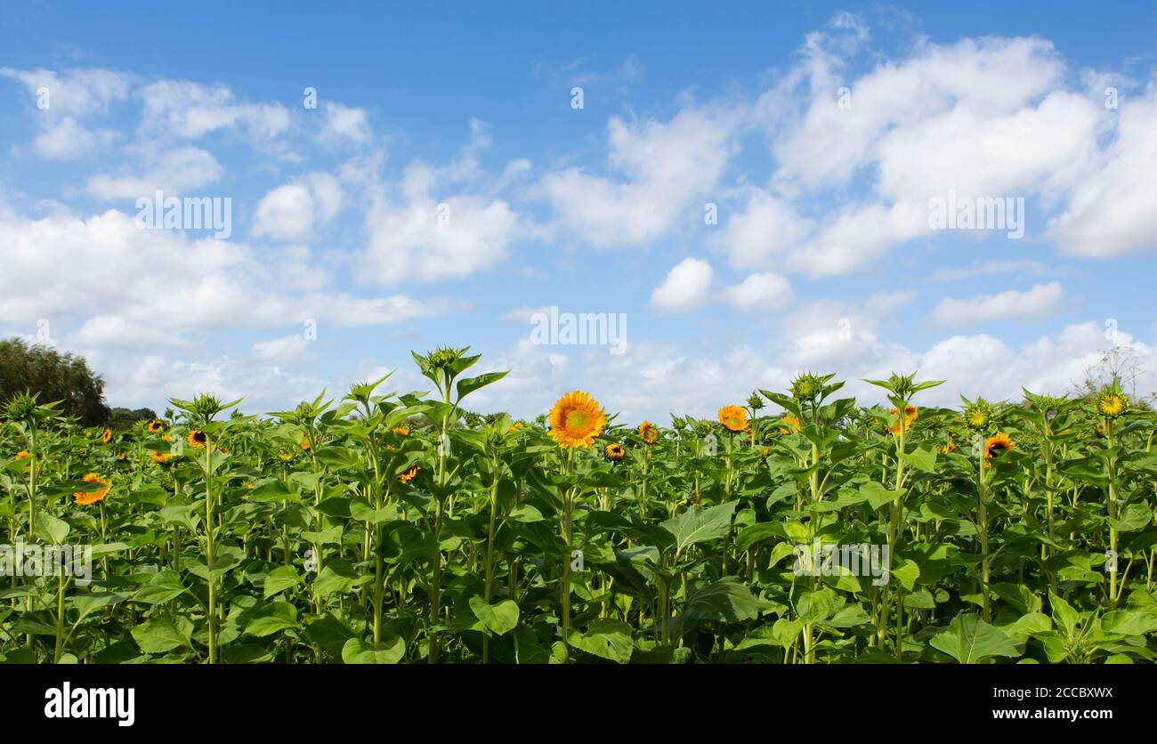 Champ de tournesols Banque D'Images