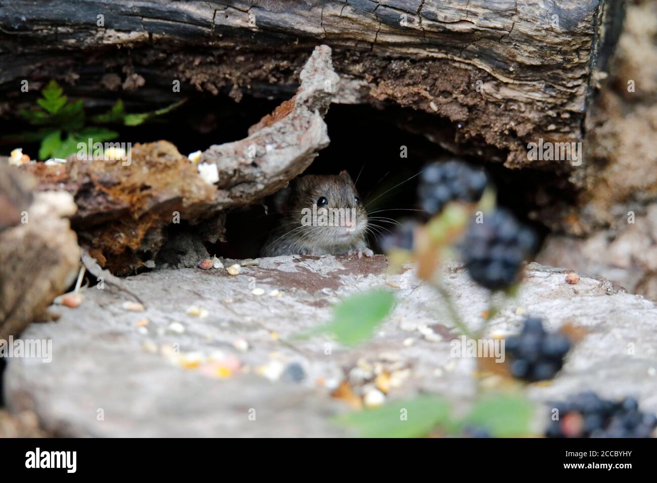 Campagnols défrichant les graines et les baies sous les mangeoires d'oiseaux Banque D'Images