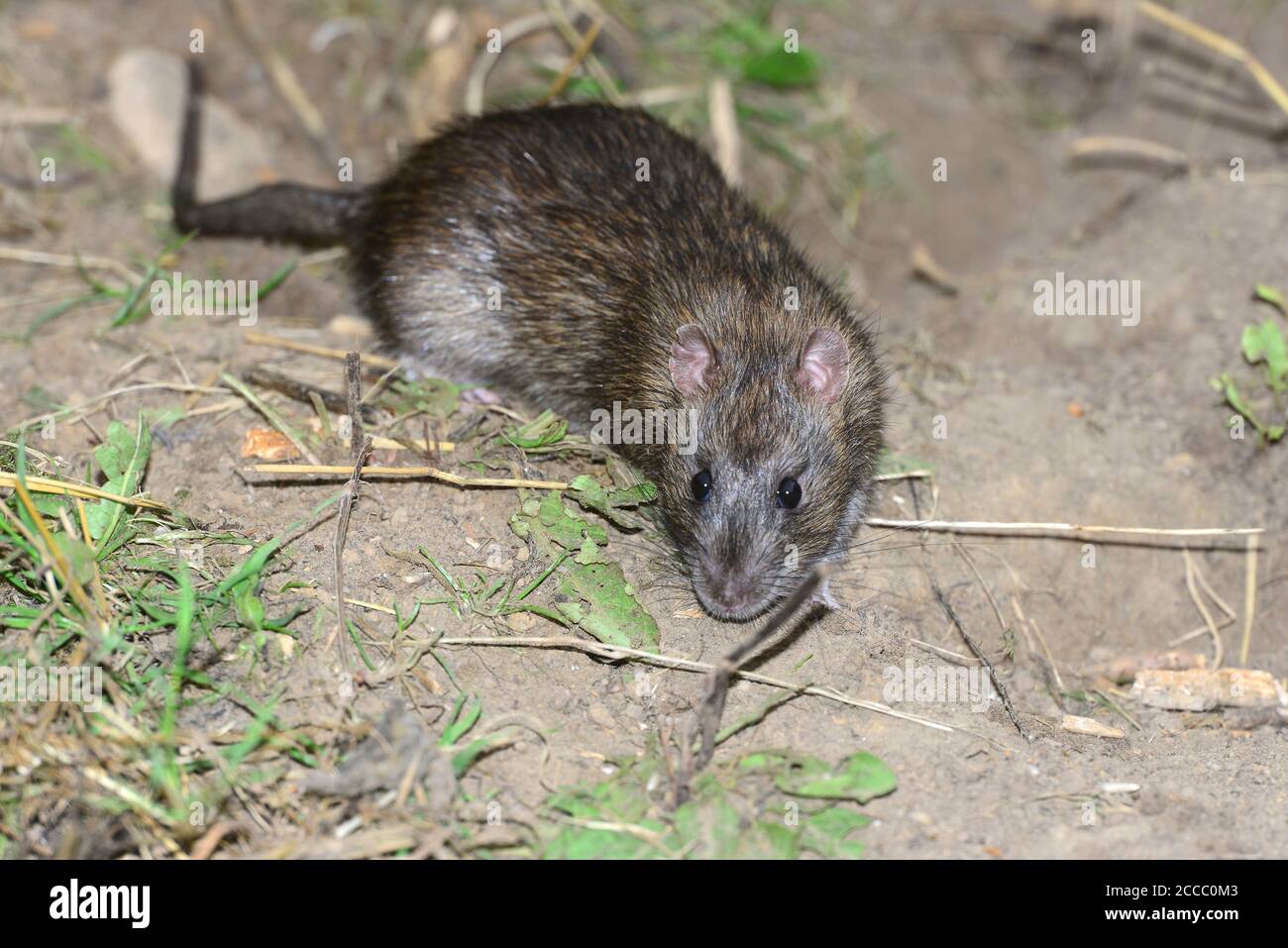 rat brun Banque D'Images