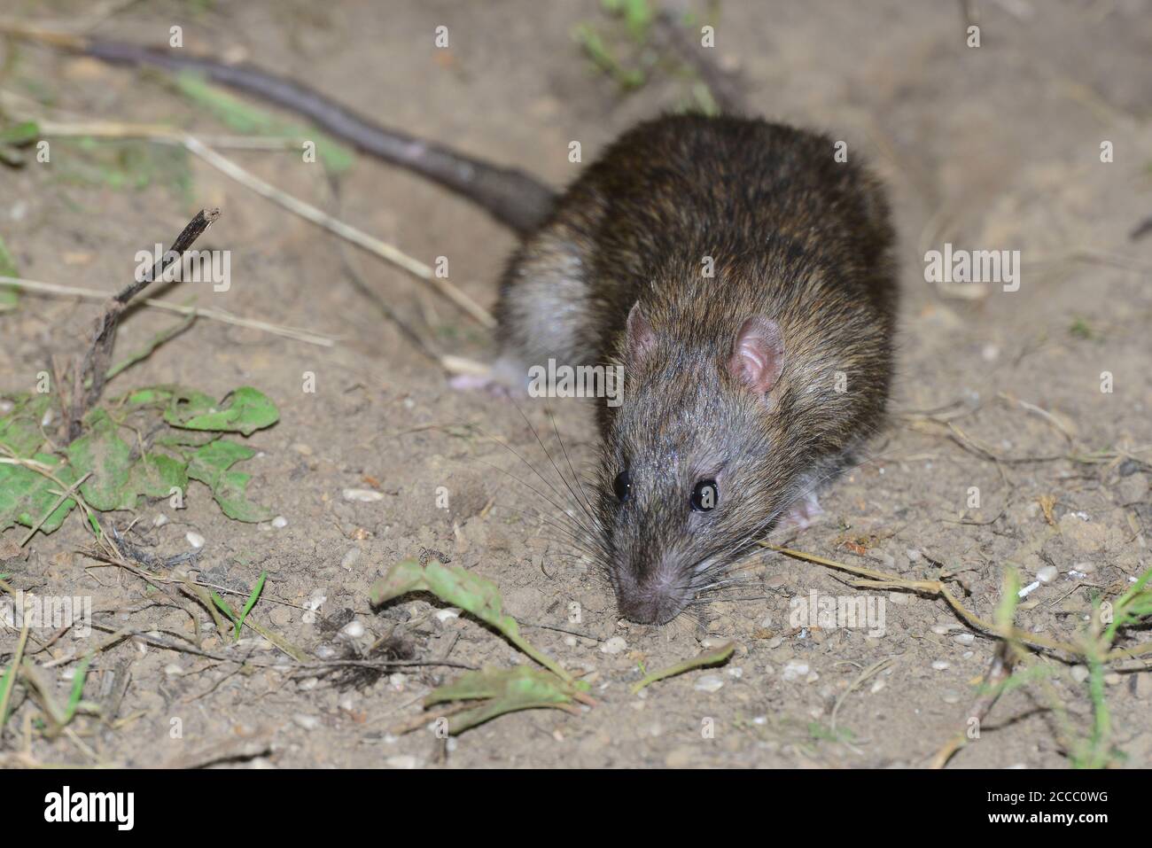 rat brun Banque D'Images