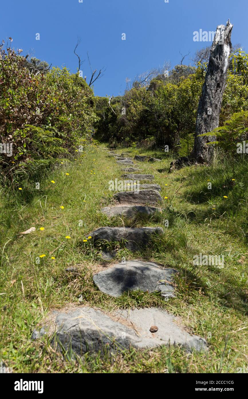 A quelques pas des rochers qui mondent jusqu'au sommet d'une colline, entouré d'herbe et de buissons et d'un vieux arbre mort qui s'est planté le jour ensoleillé de l'été sur Great Ocean Road. Banque D'Images