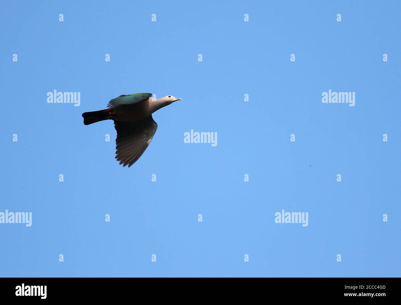 Pigeon impérial vert (Ducula aenea) volant au-dessus de l'île Togian, Indonésie. Banque D'Images