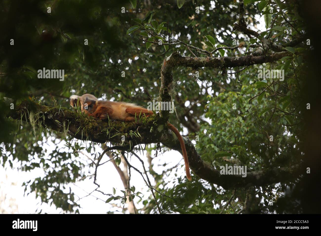 Sumatran Surili (Presbytis melalophos), également connu sous le nom de singe à feuilles mitées, reposant sur une branche dans une forêt tropicale sur le mont Kerinci à Sumatra, en Indonésie Banque D'Images