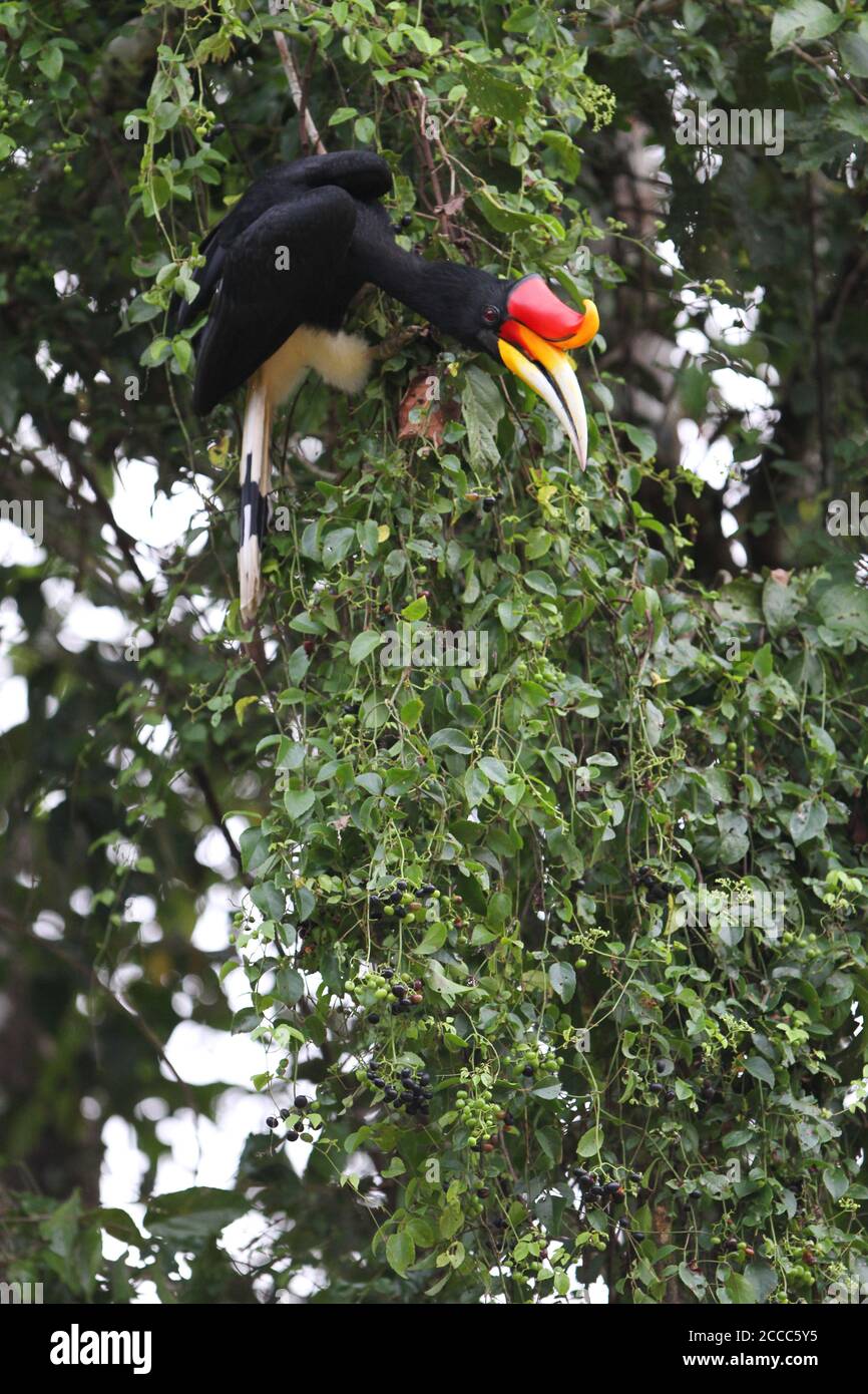 Adultes Rhinoceros Hornbill (Buceros rhinocéros) perchés dans un arbre le long de la rivière Kinabatangan, Sabah, Bornean Malaysie. Recherche de fruits à manger. Banque D'Images