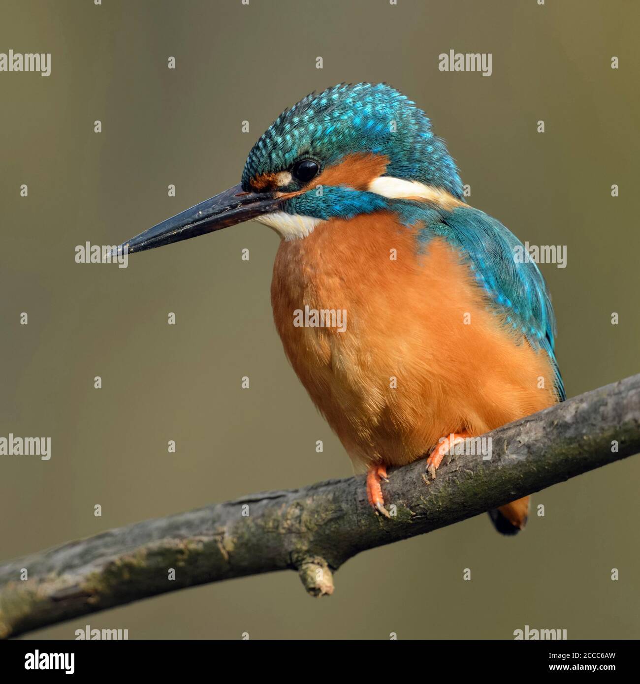Kingfisher commun / Optimize ( Alcedo atthis ), homme oiseau avec la saleté / boue / masse sur son bec après avoir creusé son terrier de nidification, de la faune, de l'Europe. Banque D'Images