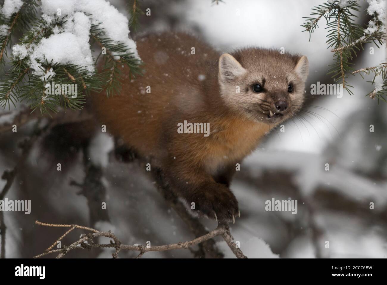 Marten de pin / Baummarder / Fichtenmarder ( Martes americana ) en hiver, chasse dans un conifères enneigé, vue latérale frontale, semble féroce, moyenne Banque D'Images