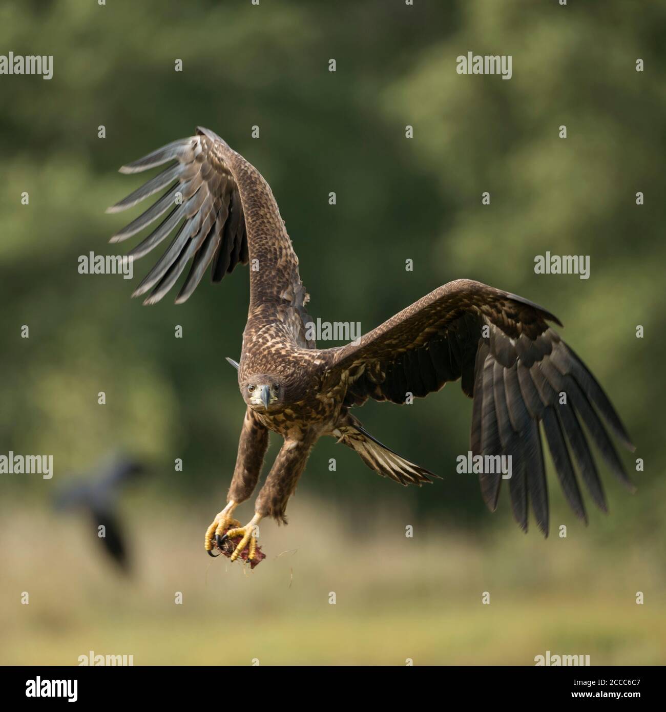 White-tailed Eagle / l'Aigle de mer / Seeadler ( Haliaeetus albicilla ) le jeune adolescent en vol, en vol, en arrivant, avec de puissantes griffes, fron Banque D'Images