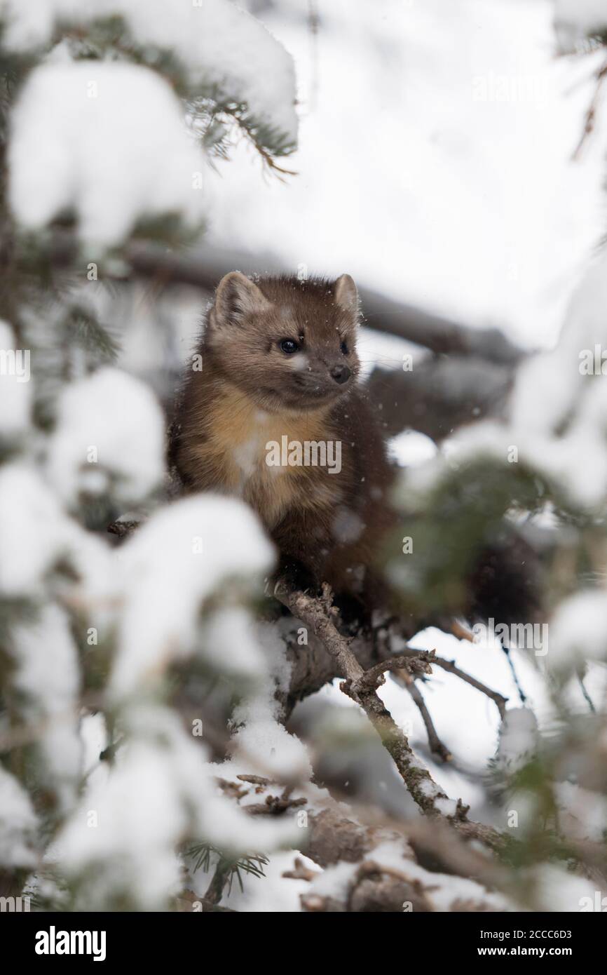 Marten de pin / Baummarder / Fichtenmarder ( Martes americana ), assis dans un conifères couvert de neige, observation, peeking, caché, secret, Yellowsto Banque D'Images