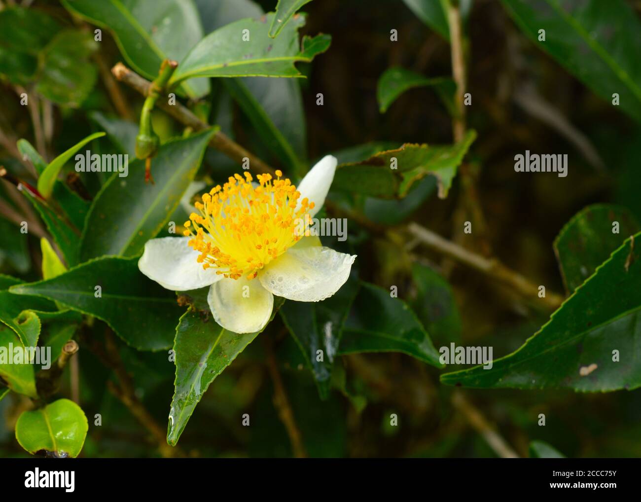 la fleur de thé est également utilisée pour faire le thé en fleur ou le thé en fleurs se compose d'un paquet de feuilles de thé séchées enveloppées autour d'une ou plusieurs fleurs séchées. Banque D'Images