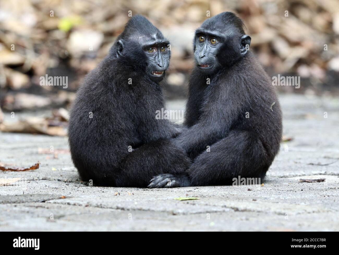 Celebes Crested Macaque (Macaca nigra), en danger critique, dans la réserve forestière de Tangkoko, sur Sulawesi. Deux jeunes adorables jouant ensemble. Banque D'Images