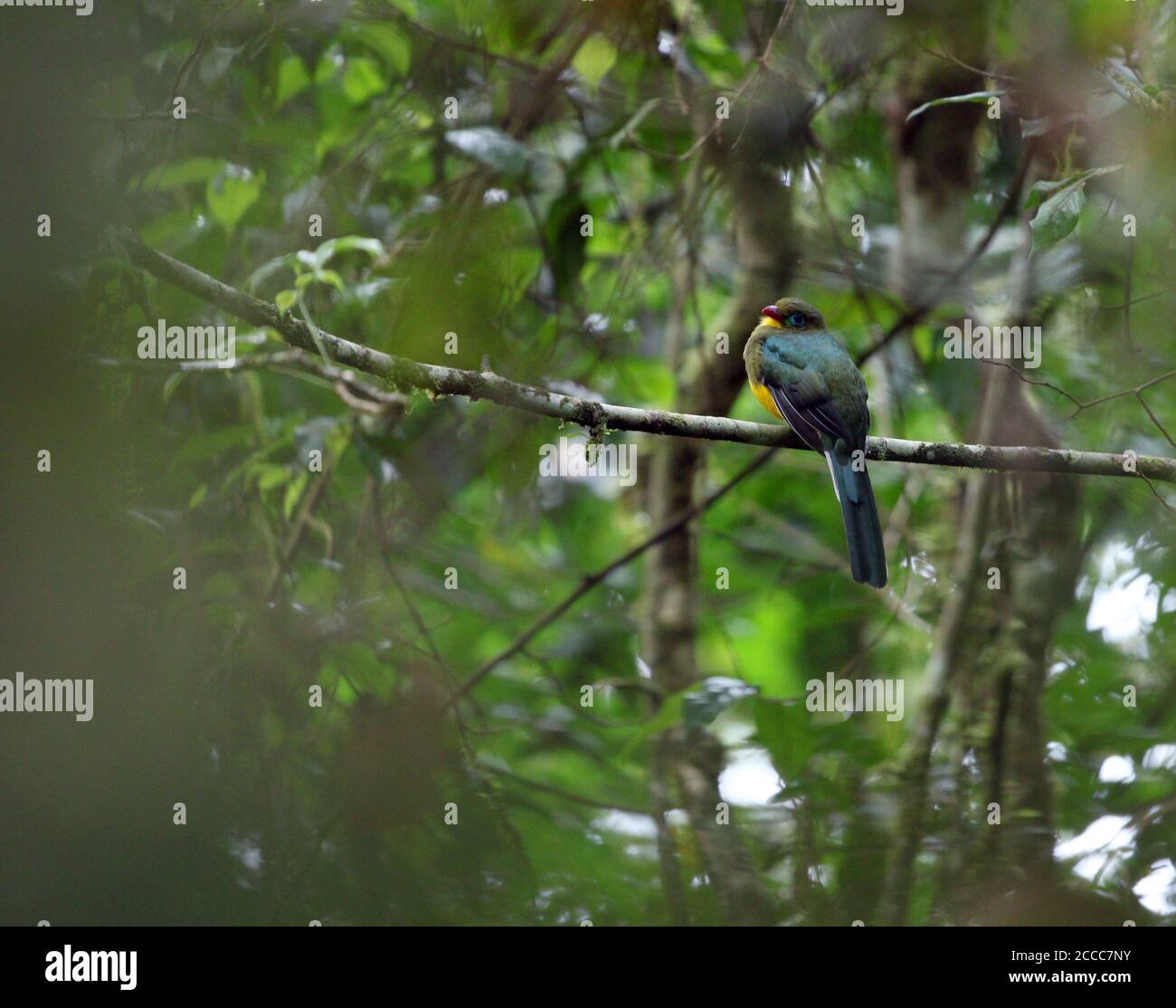 Sumatran Trogon (Apalharpactes mackloti) perché sur une branche de la forêt tropicale montagnarde tropicale de Sumatra, en Indonésie. Banque D'Images