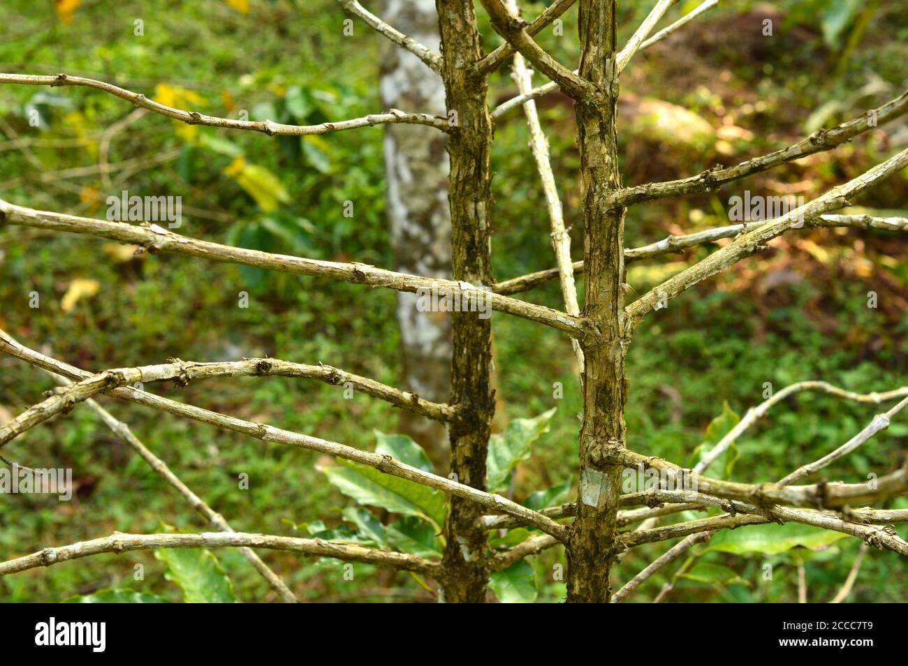 l'image montre les branches d'une plante de café formant un joli motif Banque D'Images