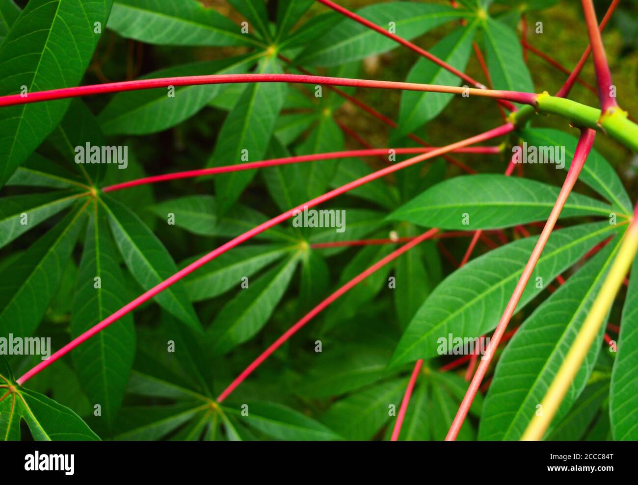 la belle usine de tapioca a des branches rouges et des feuilles vertes. L'image montre le magnifique motif avec quelques branches en évidence. Banque D'Images