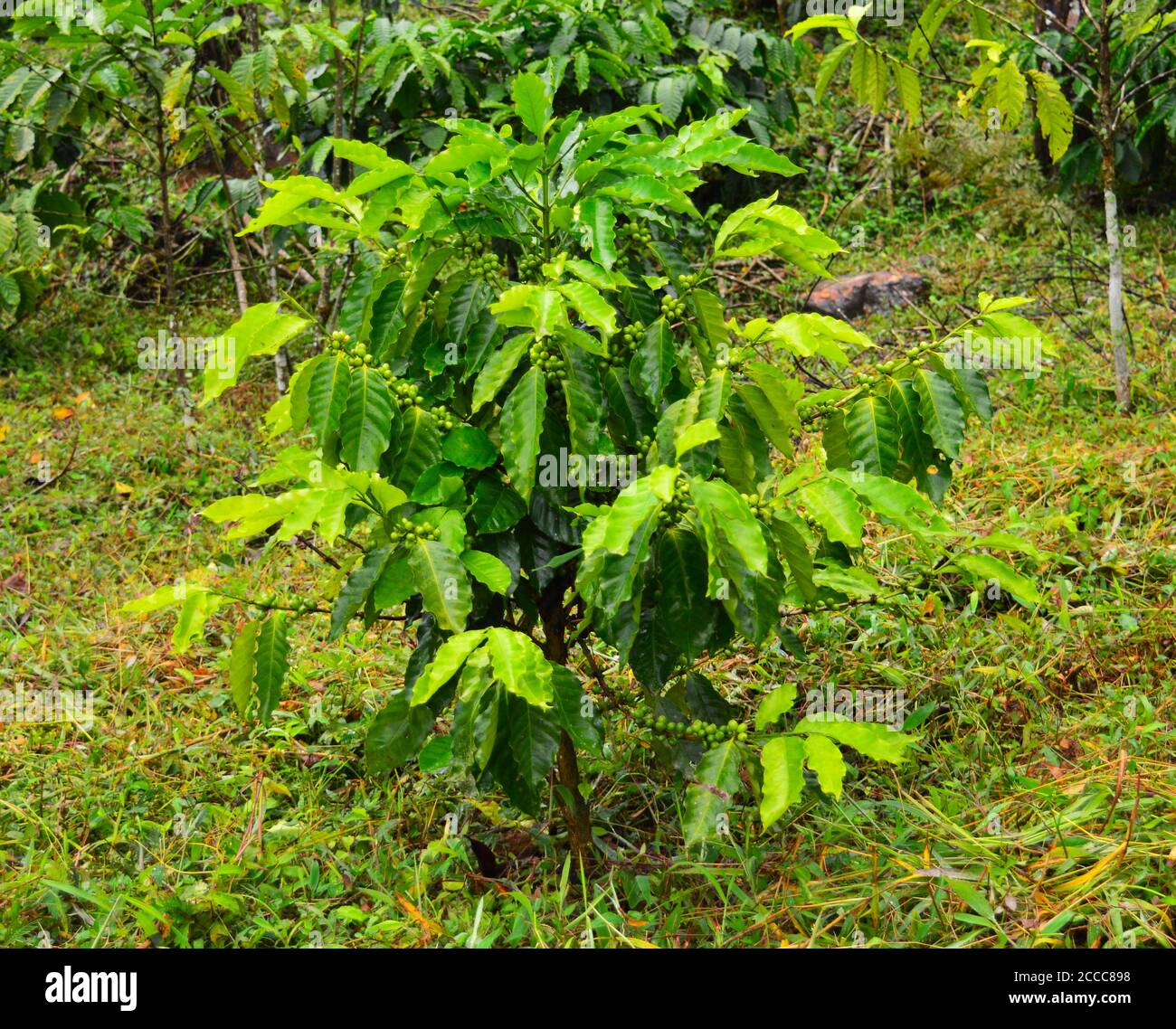 l'image montre une plante de café avec des baies le jour de la pluie. Banque D'Images