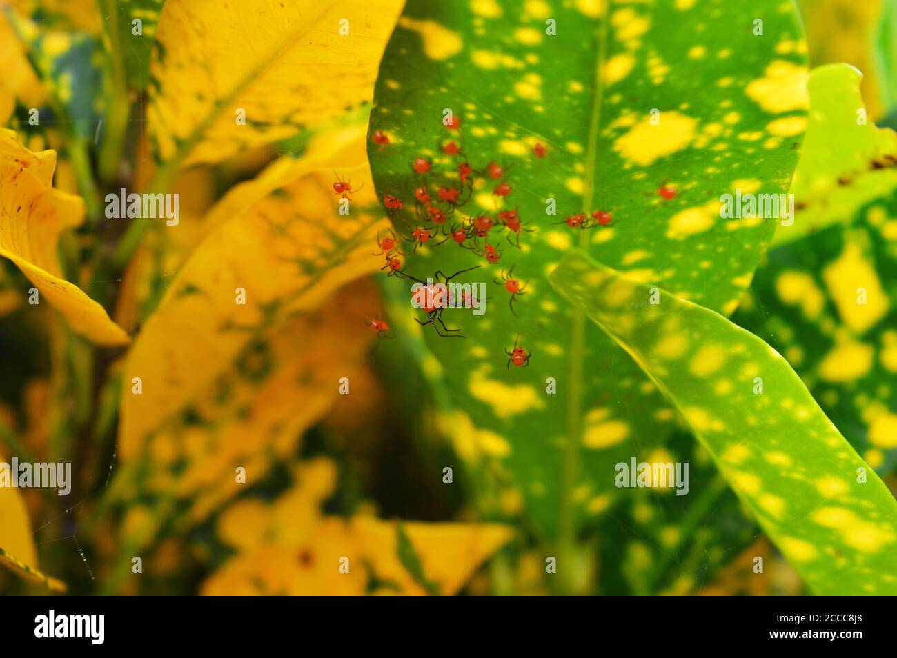 l'image montre les bébés d'une araignée orange sous une feuille jaune. L'araignée essayait de se fondre dans l'environnement en choisissant les feuilles jaunes. Banque D'Images