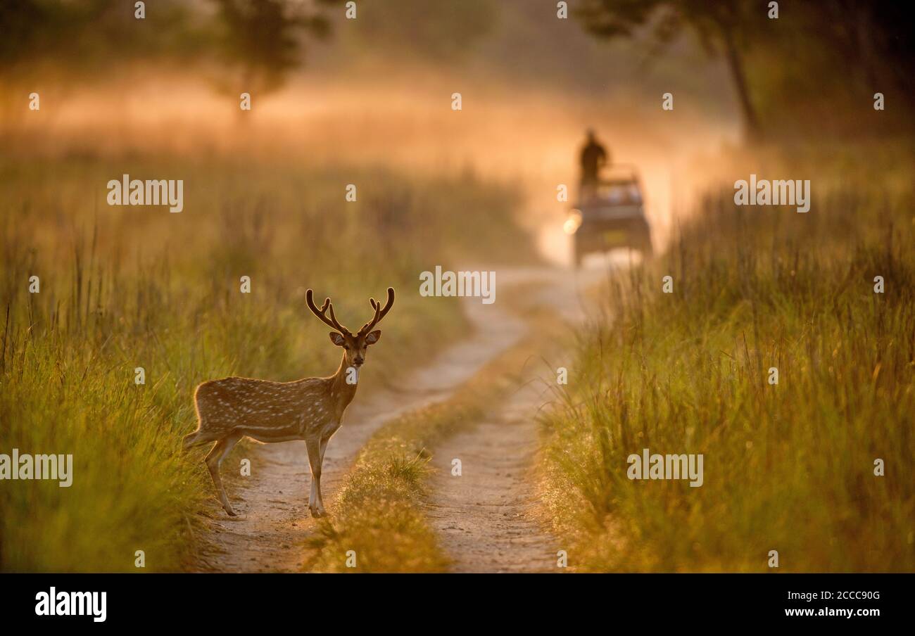 Cerf maculé, axe, Dhikala, parc national Jim Corbett, Uttrakhand, Inde Banque D'Images