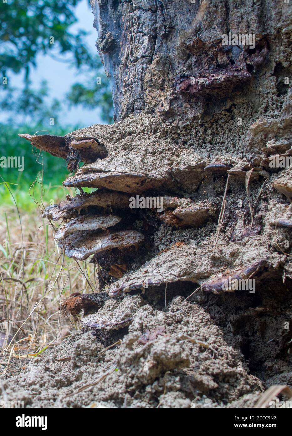 Une vieille souche d'arbre recouverte de mousse et de champignon. Vu que la lumière du soleil brille à travers les feuilles de la forêt épaisse. Banque D'Images