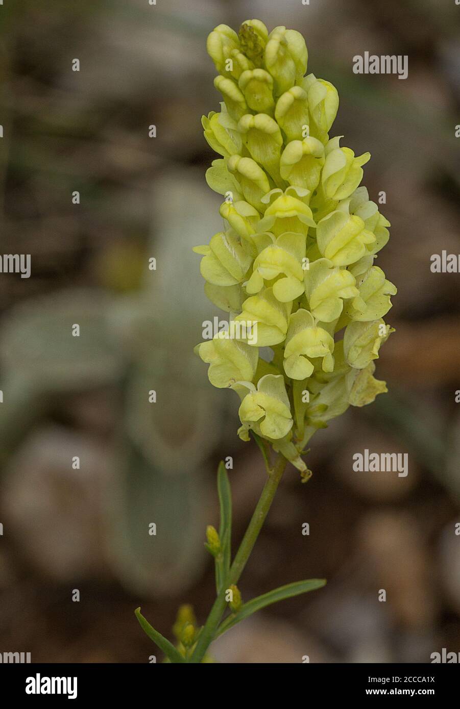 Loponnèse toadlin endémique, Linaria peloponnesiaca Banque D'Images