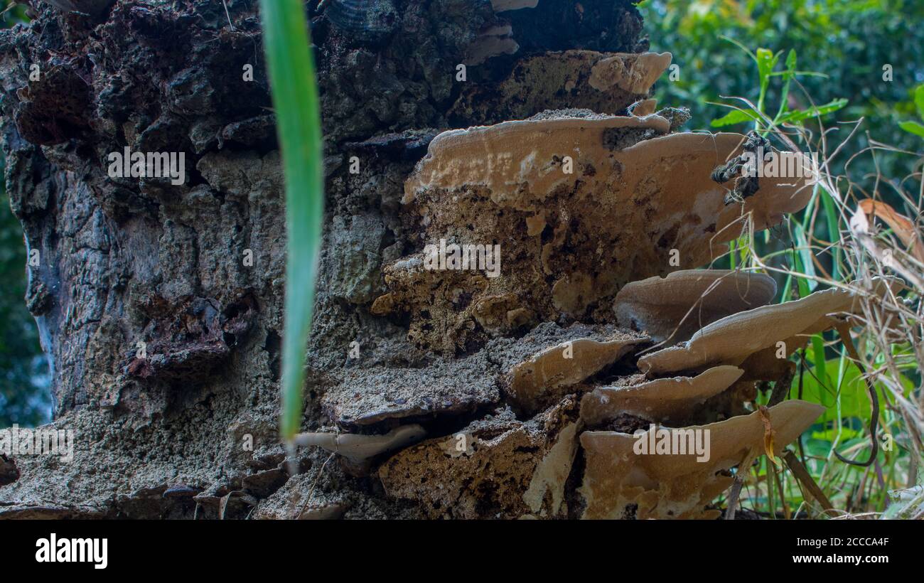 Une vieille souche d'arbre recouverte de mousse et de champignon. Vu que la lumière du soleil brille à travers les feuilles de la forêt épaisse. Banque D'Images