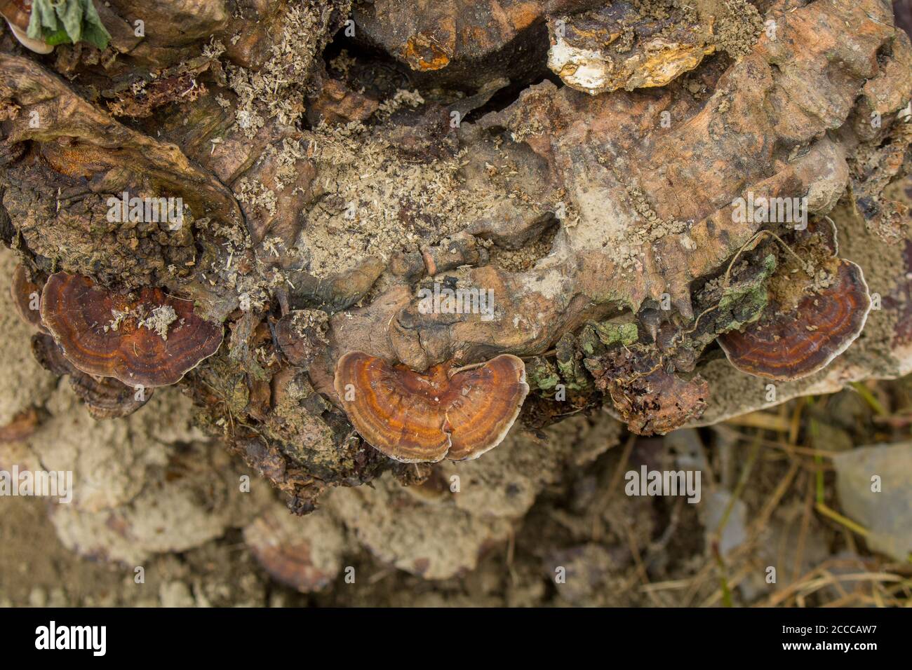 Gros plan de champignons naturels ou champignons sur un tronc d'arbre-forêt. Le tronc d'un arbre mort naturel est couvert de champignon Banque D'Images