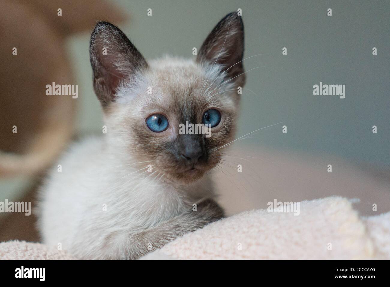 Pose D Un Petit Chaton Chat Siamois De 2 Mois De Race Pure Avec Yeux Bleus En Forme D Amande Sur Fond Beige De Terrain De Jeu Les Concepts D Animaux De Compagnie Jouent Cacher