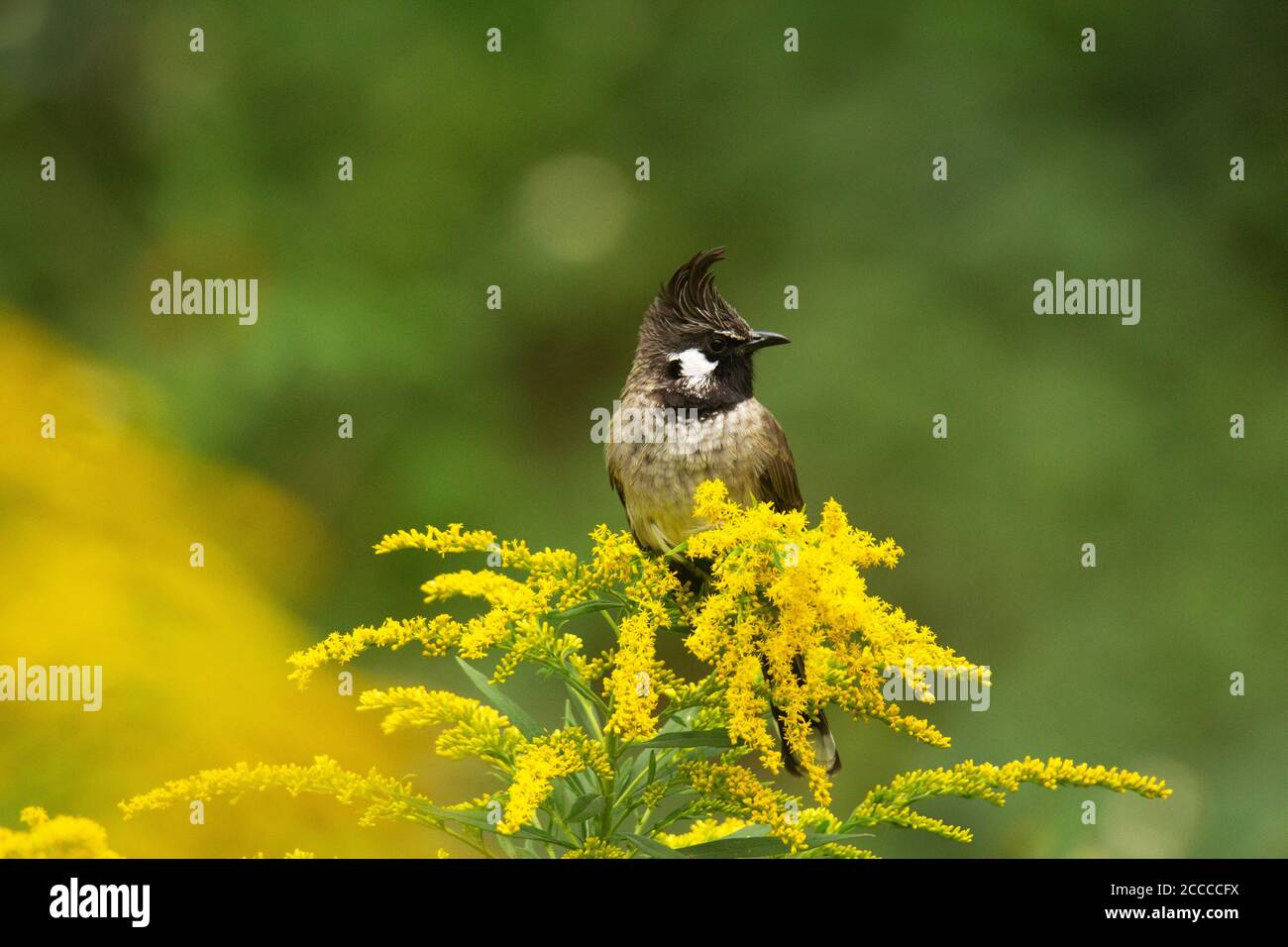 Bulbul himalayen sur branche d'arbre, Pycnonotus leucogenys, Nainital, Uttarakhand, Inde Banque D'Images