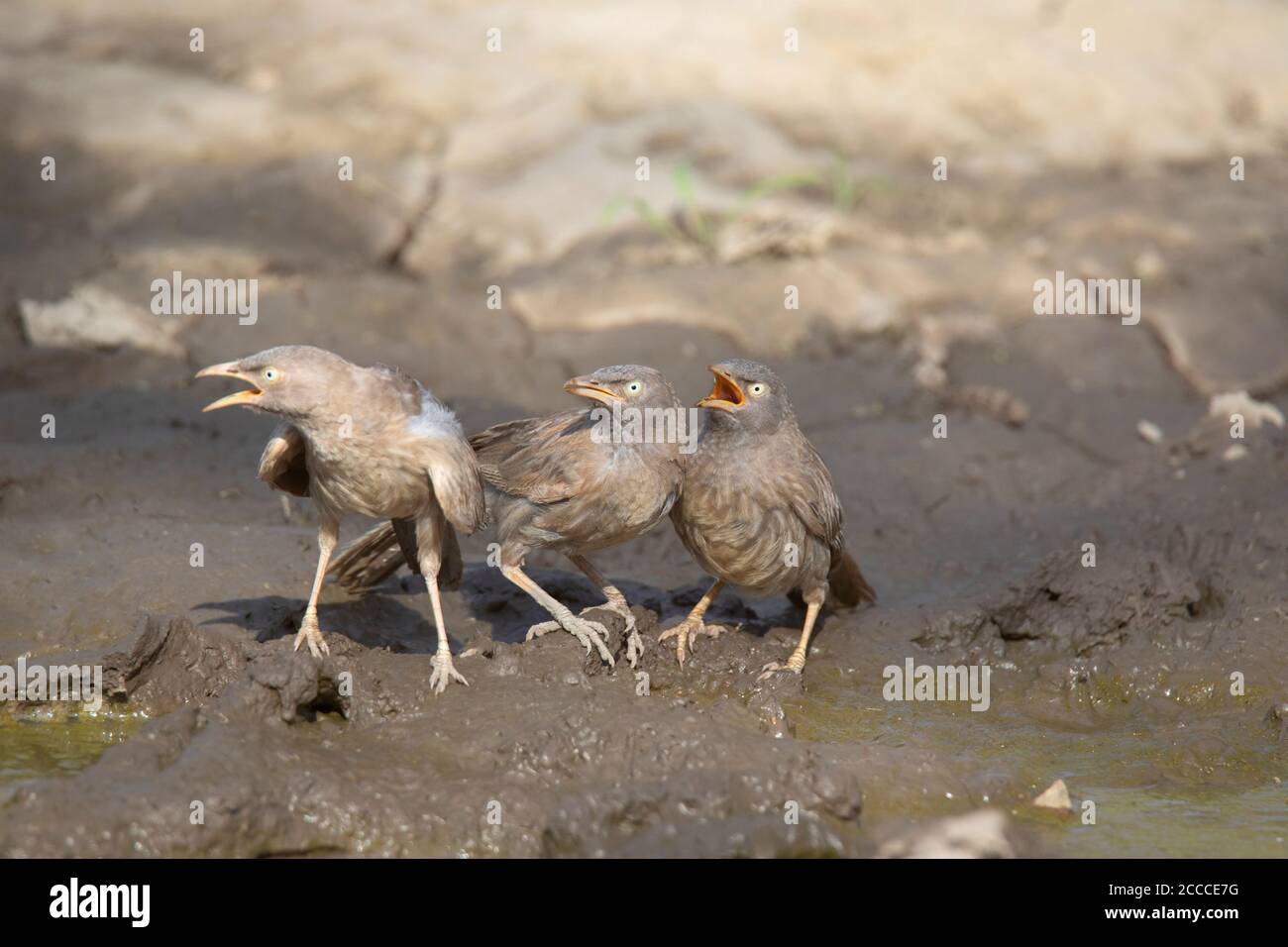 Trois grands Babbler gris, Argya malcolmi, Inde Banque D'Images