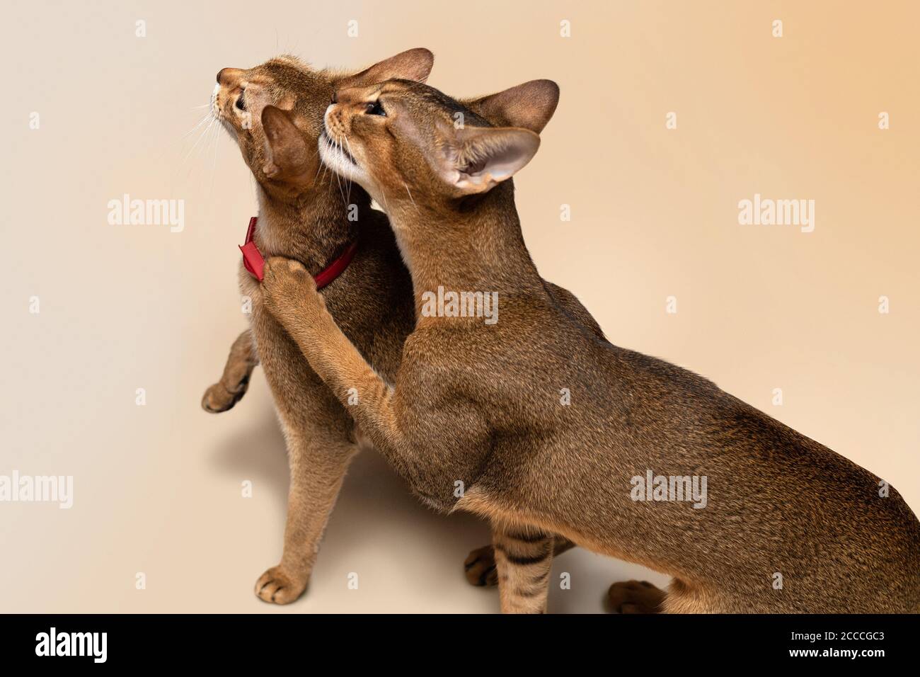 Deux chats abyssiniens recherchent des friandises, des amis et des rivaux Banque D'Images