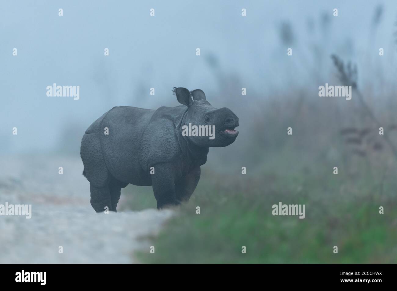 Un jeune rhinocéros appelle sa mère lors d'un matin d'hiver brumeux tout en jouant au parc national de Manas, Assam Banque D'Images