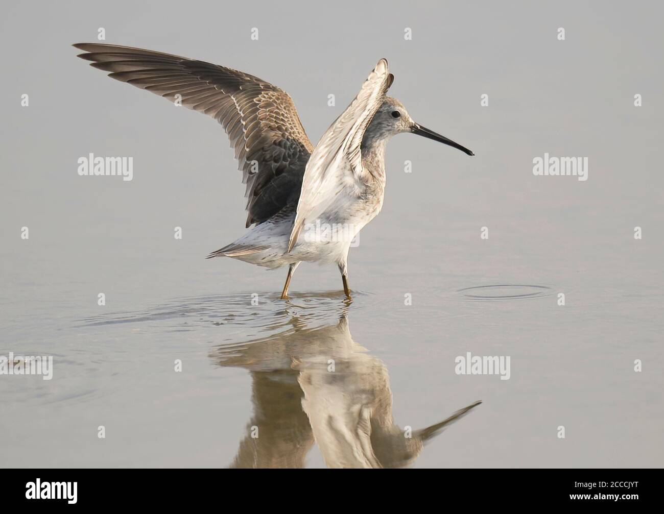 Sandpiper à pilotis adultes non-reproducteurs (Calidris himantopus) barboter en eau peu profonde. Oiseau qui répand ses ailes et montre la bosse et les ailes des deux côtés Banque D'Images