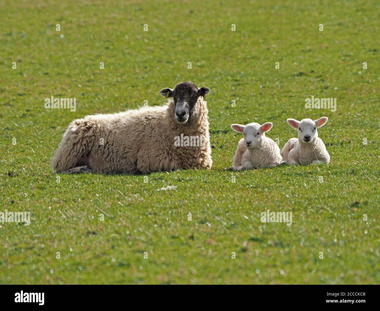 Deux jeunes agneaux blancs mignons, couchés de brebis de mère au soleil de printemps sur un pâturage herbeux de ferme dans la vallée de l'Eden, Cumbria, Angleterre, Royaume-Uni Banque D'Images