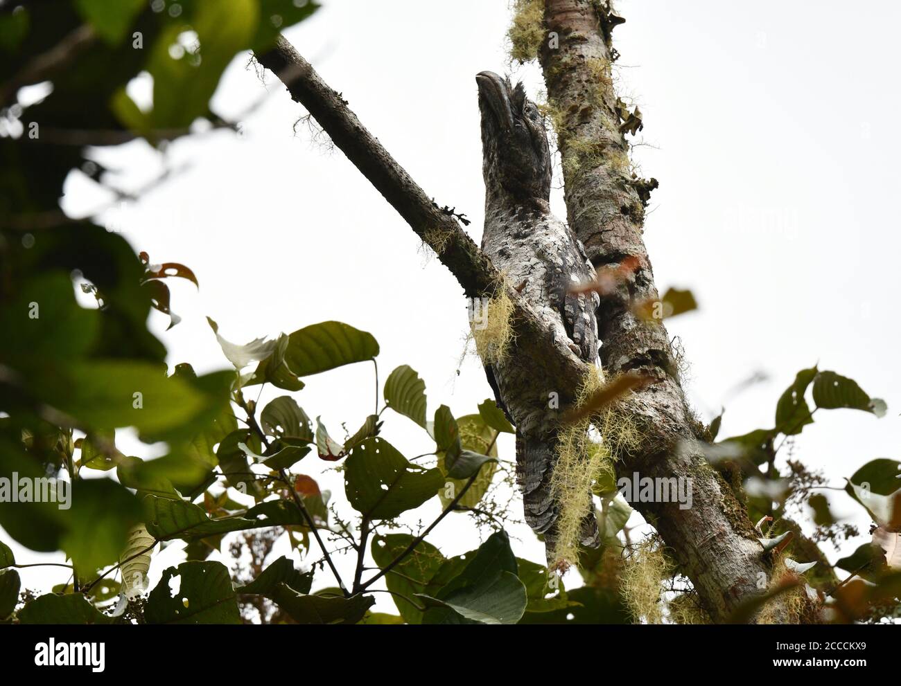 Bien camouflé de gueule de papuan (Podargus papuensis) dormant dans la canopée de forêt tropicale sur les montagnes Arfak, Papouasie-Ouest. Banque D'Images