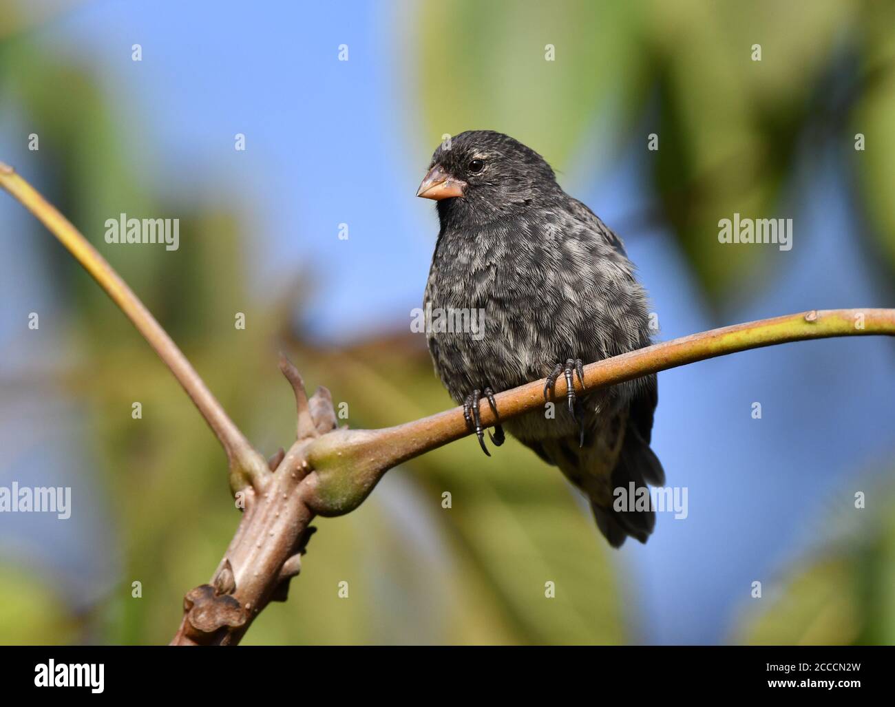 Petite terre de Finch (Geospiza fuliginosa) sur l'île Isabella dans les îles Galapagos. Banque D'Images