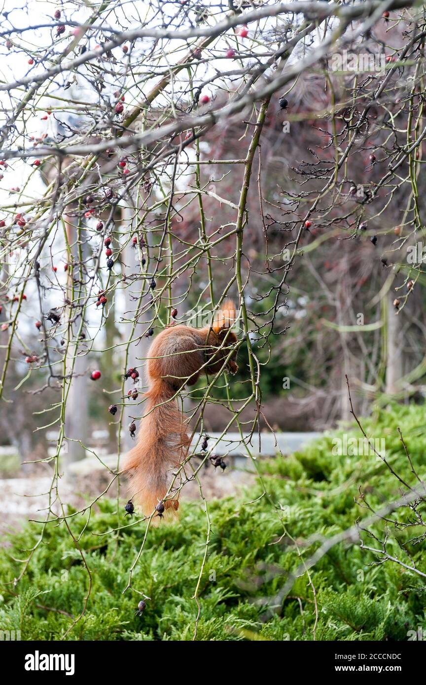 Écureuil roux dans le parc Ujazdow à Varsovie, Pologne Banque D'Images