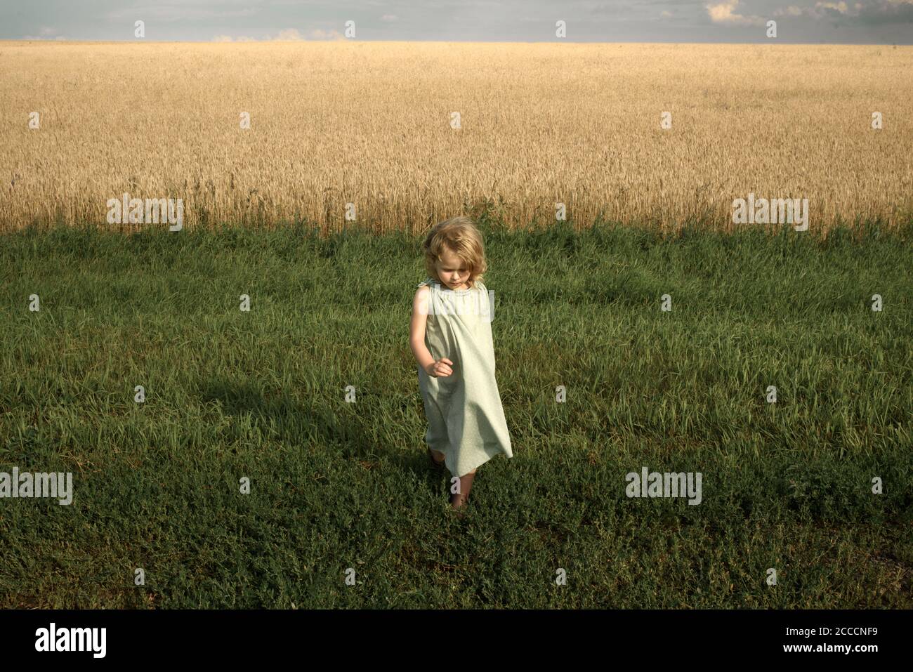 Une petite fille marche sur l'herbe près du champ de blé Banque D'Images