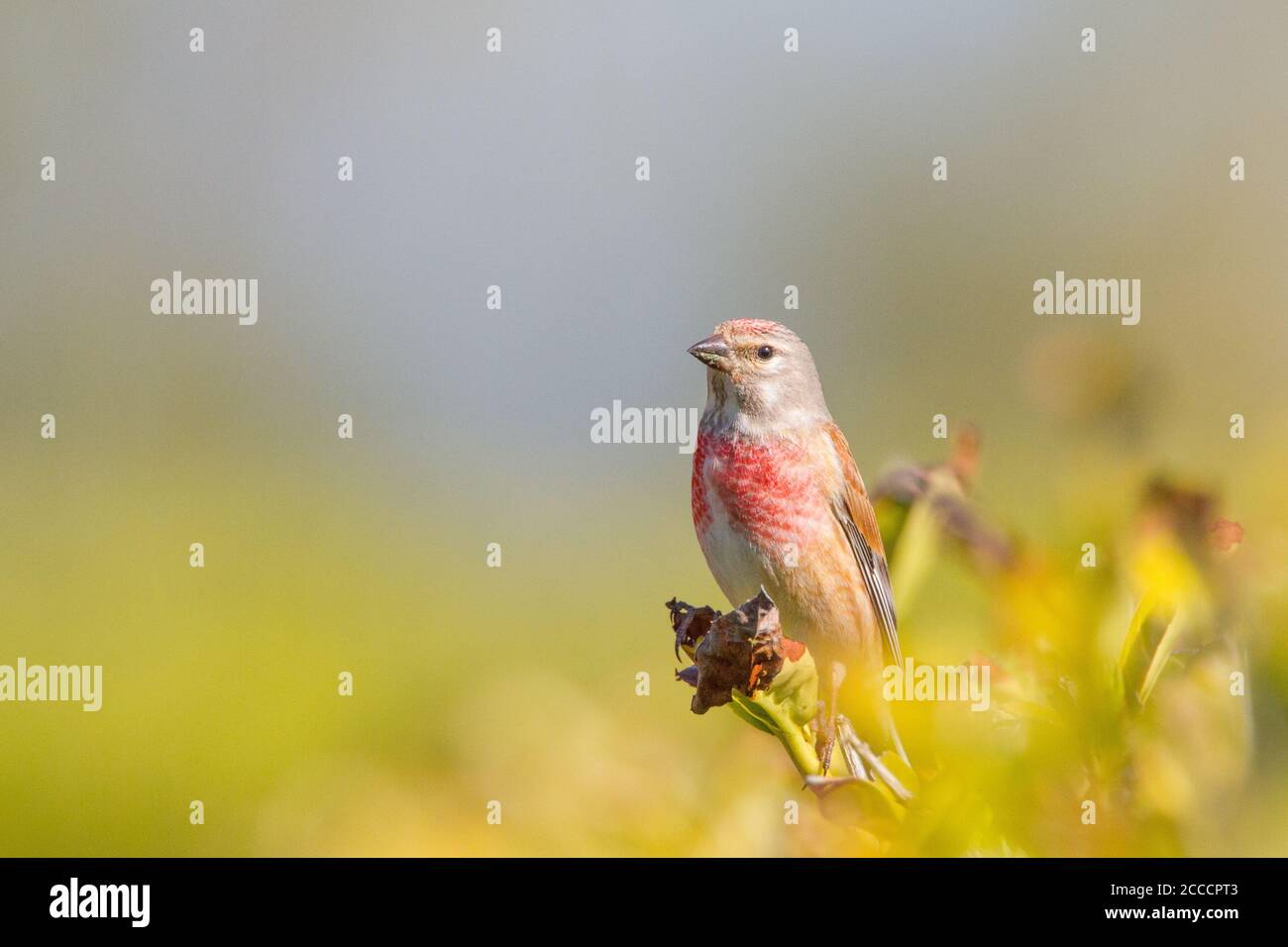 Le linet commun mâle (Carduelis cannabina) dans le plumage reproducteur. Perchée au sommet d'une plante. Banque D'Images