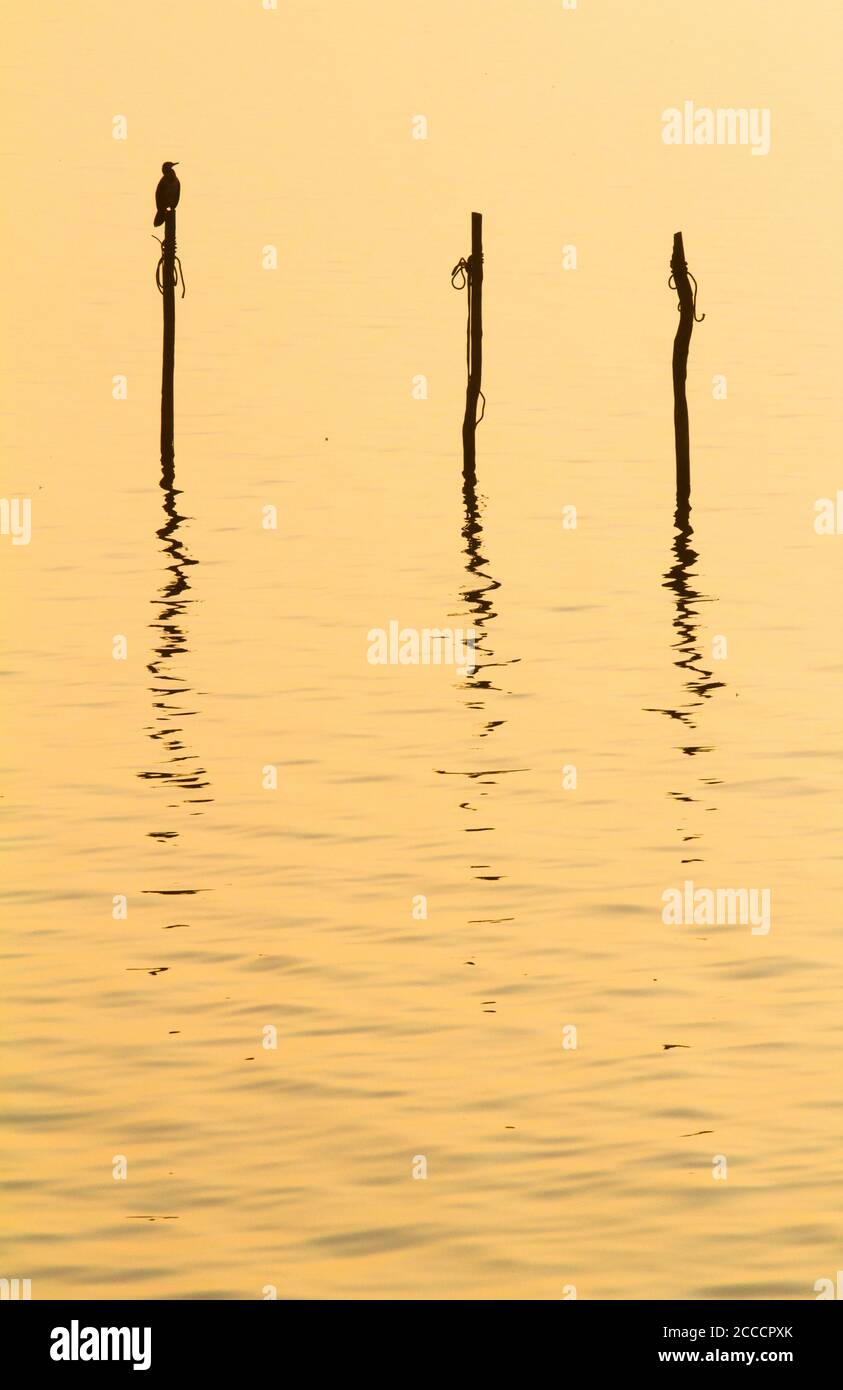 Grand Cormorant (Phalacrocorax carbo) Assis sur un poteau de piège à poisson dans le Ijsselmeer près Breezanddijk aux pays-Bas au coucher du soleil Banque D'Images