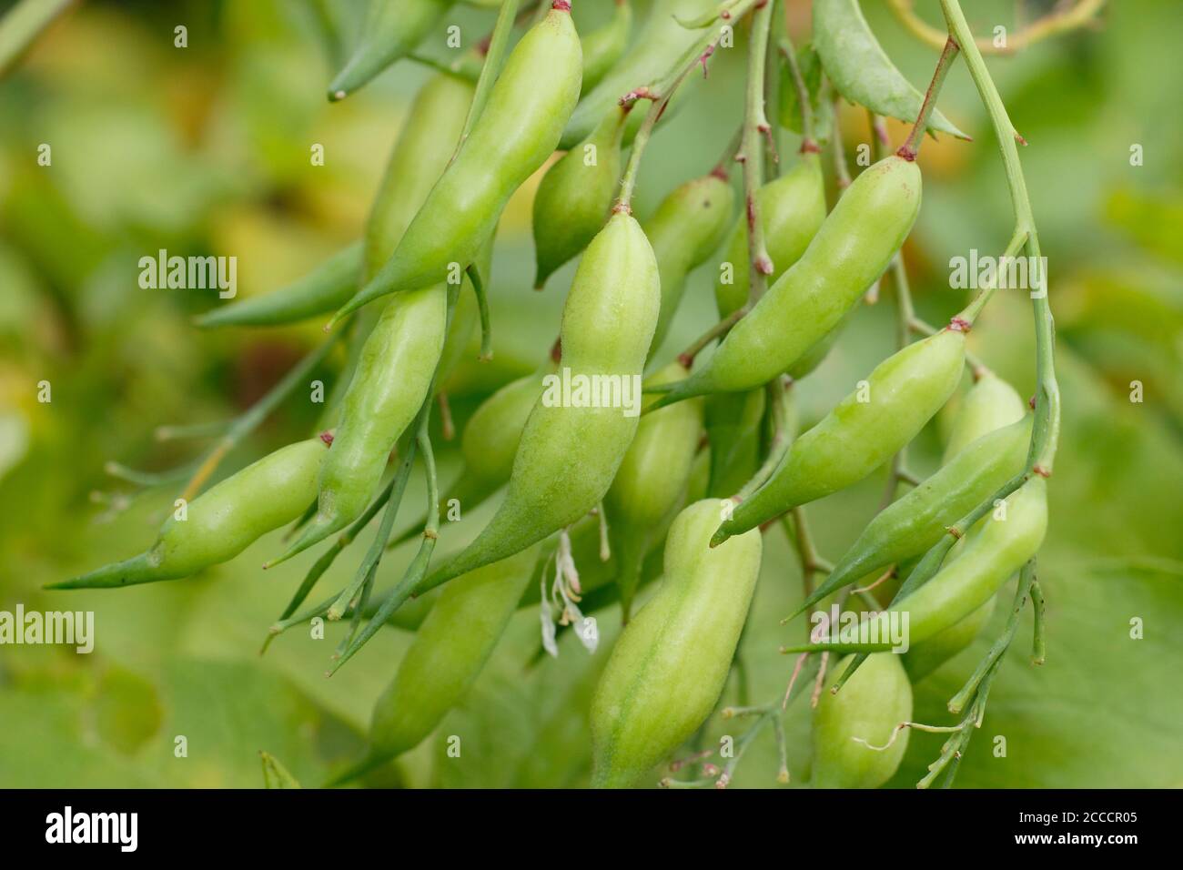 Raphanus sativus. Homme cueillant des gousses de graines de radis résultant de laisser la plante aller à la graine. ROYAUME-UNI Banque D'Images