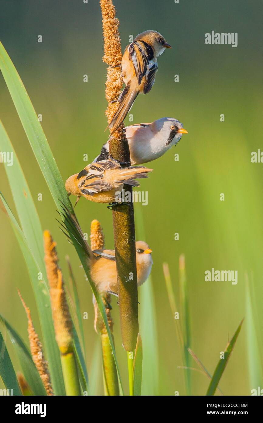 Famille Bearded Reedlings (Panurus biarmicus) fourragent ensemble sur une tige de roseau dans un lit de roseau Sur la réserve naturelle de Lentevreugd près de Katwijk dans la Neth Banque D'Images