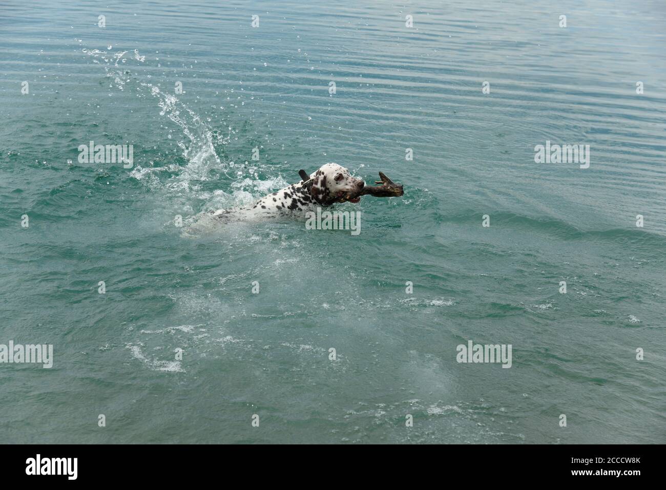 Le chien avec un bâton dans ses dents flotte sur le lac Banque D'Images