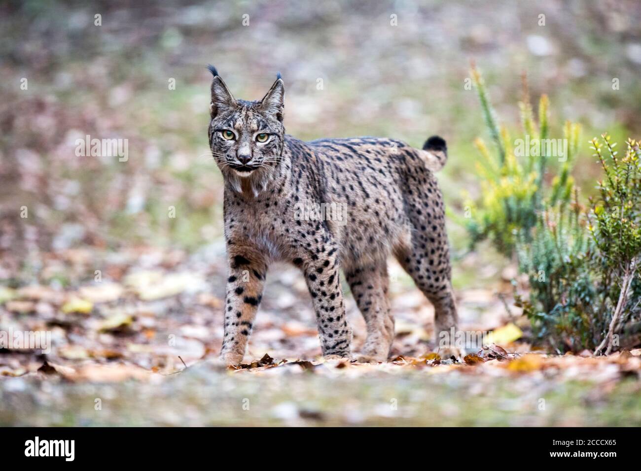 Lynx ibérique (Lynx pardinus) à Cordoue, Espagne. Alerte de présence d'un adulte, à la recherche d'une source de danger possible. Banque D'Images